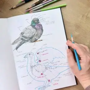 [Dari Art] Птичьи истории. Цветные карандаши (Дарья Долгополова)
